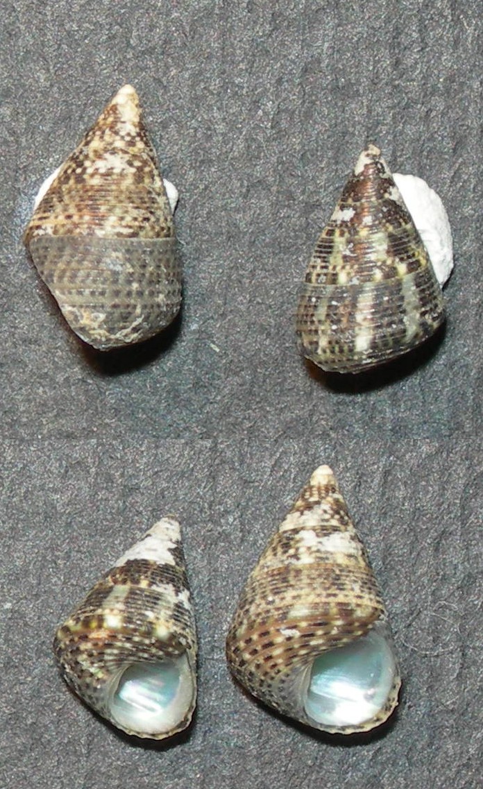 Jujubinus ? da Malta